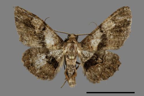 Satoblephara owadai[腹毛墨紋尺蛾][00091804]