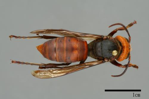 Vespa mandarinia[中華大虎頭蜂][00096396]