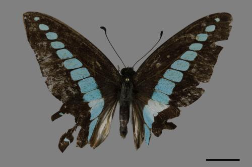 Graphium sarpedon connectens[青帶鳳蝶][00101239]