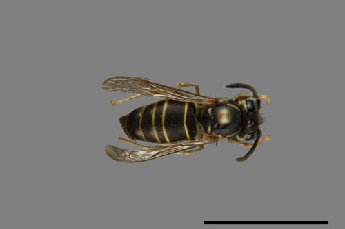 Vespula flaviceps[細黃胡蜂][00073242]