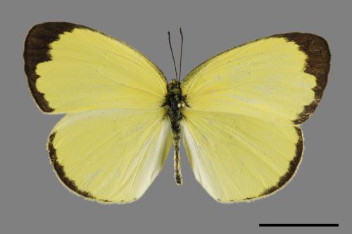 Eurema blanda arsakia[臺灣黃蝶][00101374]