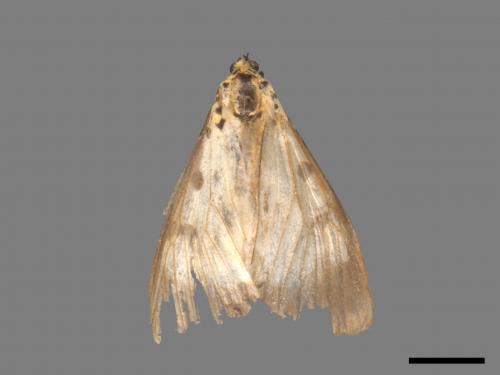 Asota plana lacteata[長斑擬燈蛾][00019959]
