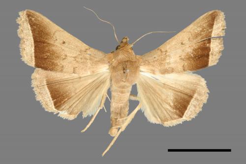 Simplicia bimarginata[00011389]