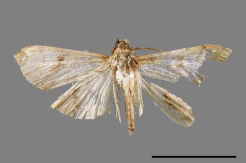 <已分類>Family：Crambidae[草螟科][00052207]
