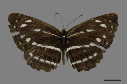 Neptis nata lutatia[臺灣三線蝶][00102051]