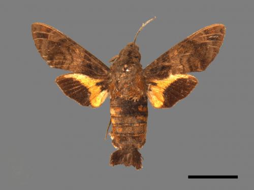 Macroglossum pyrrhosticta[黃斑長喙天蛾][00016514]