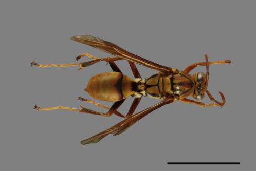 Polistes formosanus[00101203]