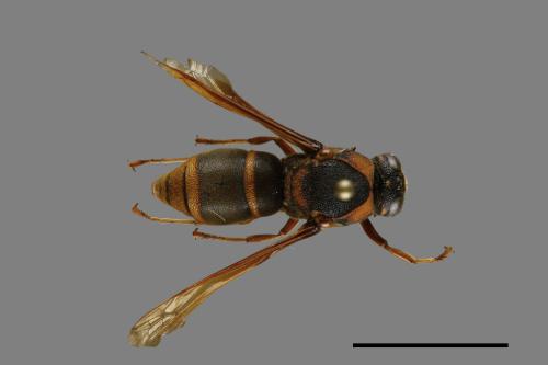 Anterhynchium flavomarginatum formosicola[黃緣蜾嬴][00100142]