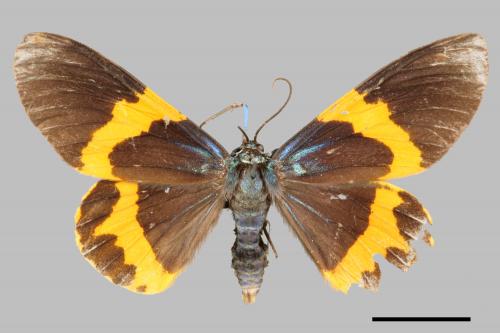 Milionia basalis pryeri[橙帶枝尺蛾][00069200]