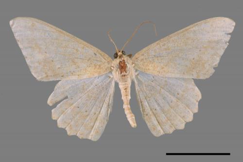 Luxiaria mitorrhaphes[雙斑鈎尺蛾][00069042]