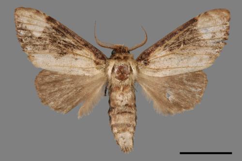 Formofentonia orbifer rotundata[圓紛舟蛾][00045895]