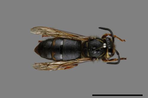Vespula flaviceps[細黃胡蜂][00073139]