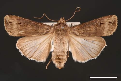 Agrotis ipsilon[小地老虎][00000683]