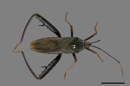 Notobitus meleagris[黑竹緣蝽][00075311]