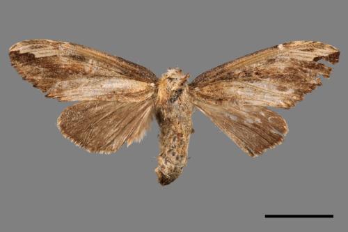 Allodontoides tenebrosus[00051113]
