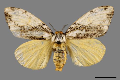 Locharna strigipennis[00042682]