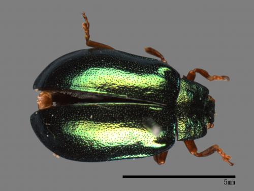 <已分類>Family：Chrysomelidae[金花蟲科][00081170]