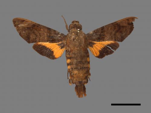 Macroglossum pyrrhosticta[黃斑長喙天蛾][00016512]