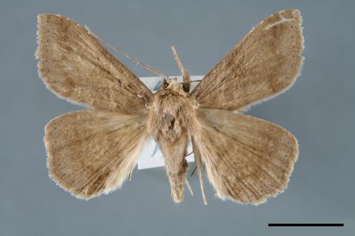 <已分類>Genus：Ericeia[00006494]