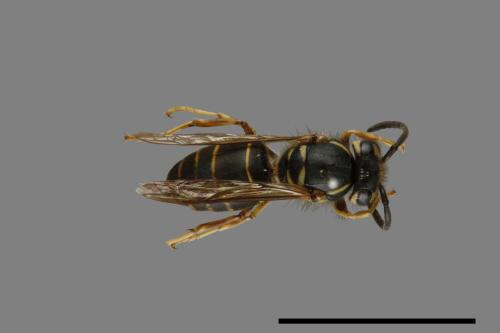 Vespula flaviceps[細黃胡蜂][00073117]