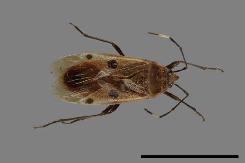 Physopelta quadriguttata[00026323]