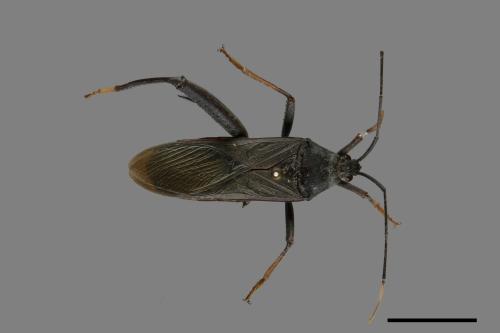 Notobitus meleagris[黑竹緣蝽][00075337]