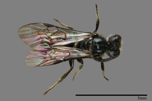 <已分類>Family：Halictidae[隧蜂科][00075240]