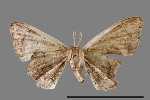 Phazaca alikangensis[里港圓翅雙尾蛾][00012598]