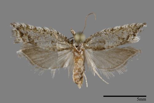 <已分類>Family：Tortricidae[捲葉蛾科][00095038]