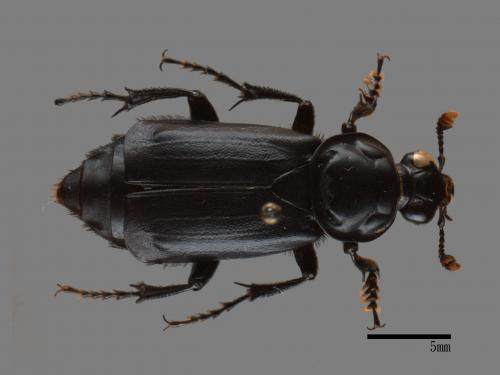 Nicrophorus humator[00090391]