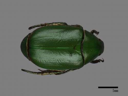 Anomala albopilosa trachypyga[小青銅金龜][00043456]