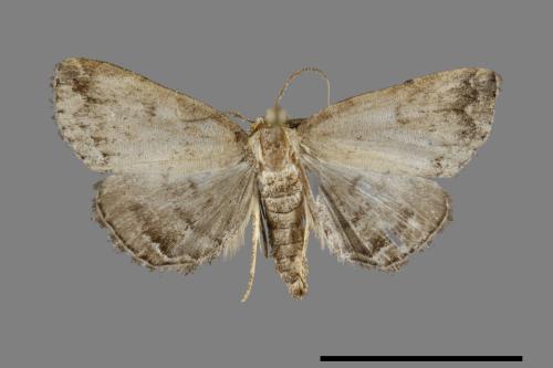 <已分類>Family：Noctuidae[夜蛾科][00093040]