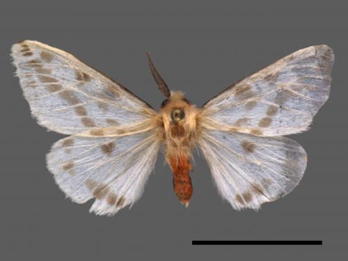 Lemyra rhodophilodes[姬白污燈蛾][00036022]