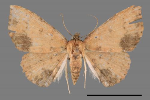 <已分類>Family：Geometridae[尺蠖蛾科][00056955]