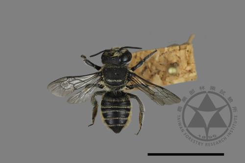 <已分類>Genus：Megachile[切葉蜂屬][00197228]