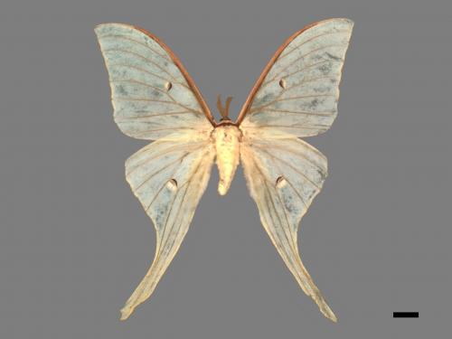 Actias selene ningpoana[長尾水青蛾][00016338]