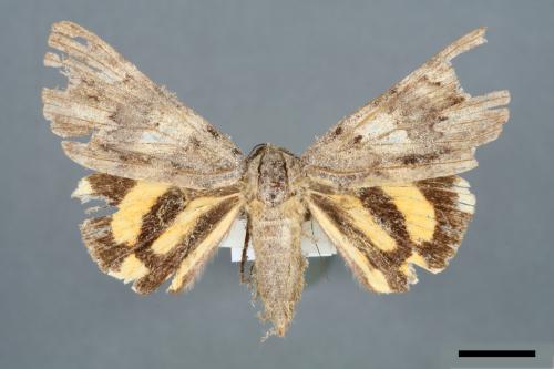 Catocala kuangtungensis[00006576]
