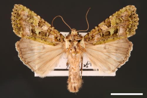 Euplexidia pallidivirens[00001911]