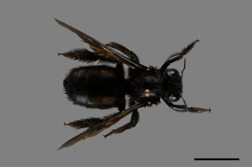 Xylocopa tranquebarorum[銅翼眥木蜂][00074791]