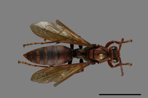 Polistes jokahamae[果馬蜂][00072580]