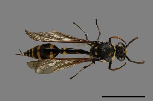 Phimenes flavopictus formosanus[虎蜾嬴][00073564]
