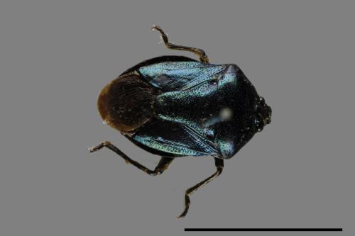 Zicrona caerulea[藍蝽][00074986]