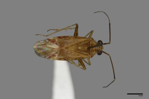 <已分類>Family：Miridae[盲椿象科][00079879]