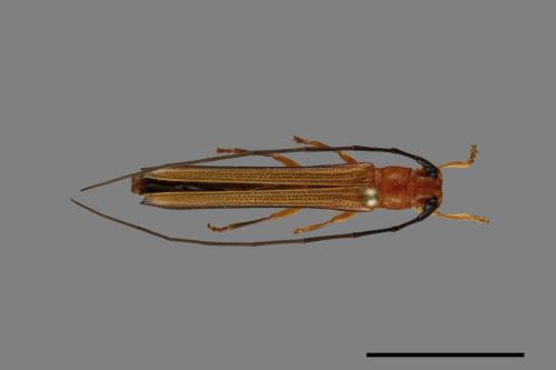 Oberea flavipennis[黑尾細蘋果天牛][00100931]