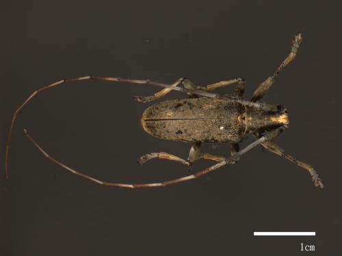 Acalolepta permutans paucipunctata[長角絨毛天牛][00082213]