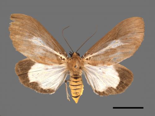 Asota heliconia zebrina[圓端擬燈蛾][00054626]