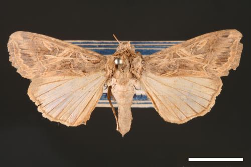 Spodoptera litura[斜紋夜蛾][00002834]