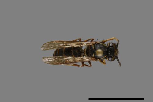 Vespula flaviceps[細黃胡蜂][00072976]