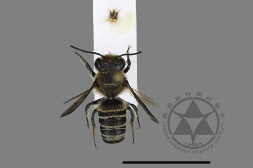 <已分類>Genus：Megachile[切葉蜂屬][00197972]