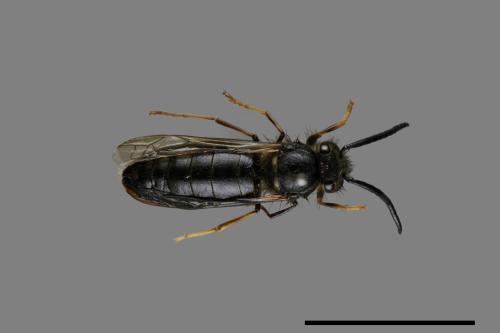 Vespula flaviceps[細黃胡蜂][00073434]